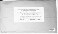 Pseudochaete tabacina image